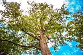 Best Lawn Renovation and Restoration  in Eastover, NC