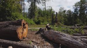 Best Seasonal Cleanup (Spring/Fall)  in Eastover, NC