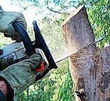 Best Tree and Shrub Care  in Eastover, NC