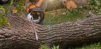 Best Tree Mulching  in Eastover, NC