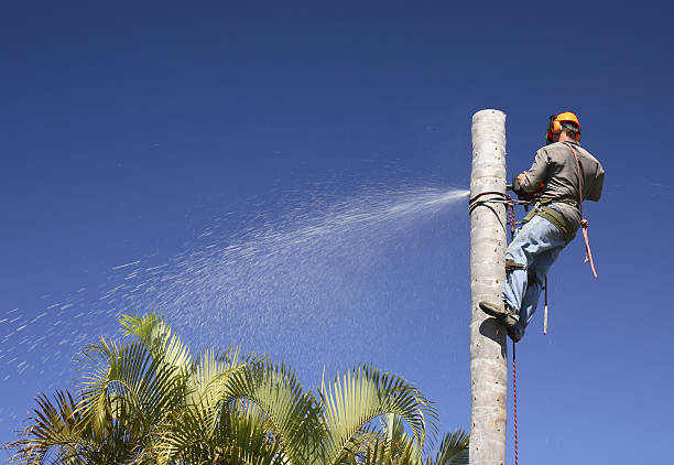 Best Weed Control  in Eastover, NC