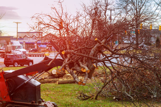 Best Root Management and Removal  in Eastover, NC