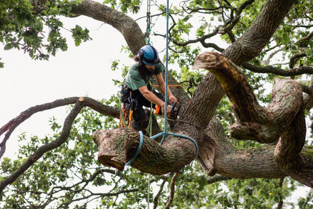 Best Firewood Processing and Delivery  in Eastover, NC