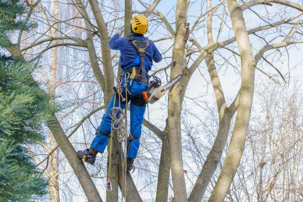 Best Commercial Tree Services  in Eastover, NC