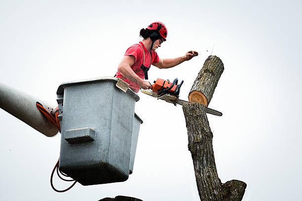 Reliable Eastover, NC Tree Care Solutions
