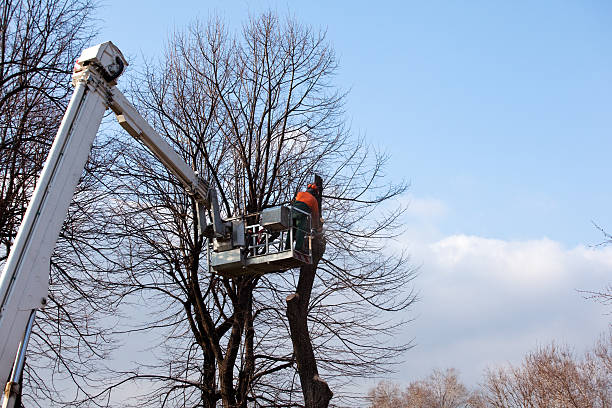 Best Tree Removal  in Eastover, NC